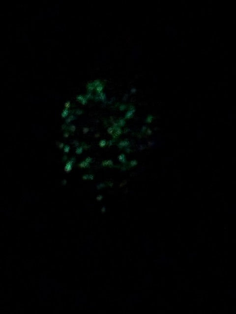 Bクラッシュ2.0g UVボトムチャート JAGURフック仕様☆須川FPの大会でウイニングカラー‼☆